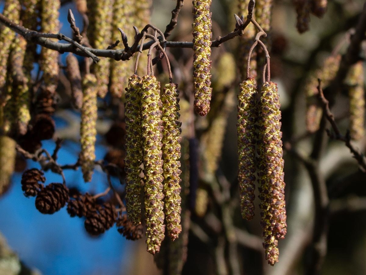 Kätzchen, Zapfen, Knospen